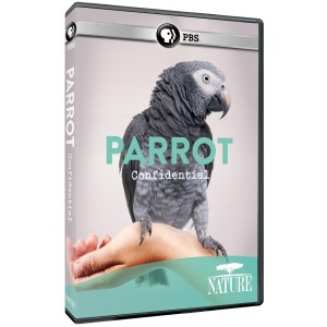 parrot